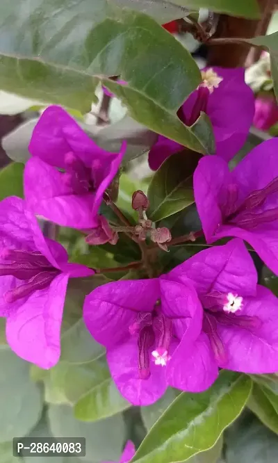 Platone Baugainvillea Plant Baugainvillea Plant Disha-000228