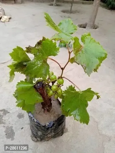 Platone Grapes Plant gdd01