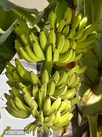 Platone Banana Plant bw01-thumb2