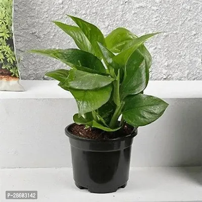 Platone Money Plant ASD-PLS-917