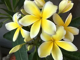 Platone Plumeria Plant Yellow PlumeriaFrangipani flowerchampakathchapawood champa flower plant-thumb2