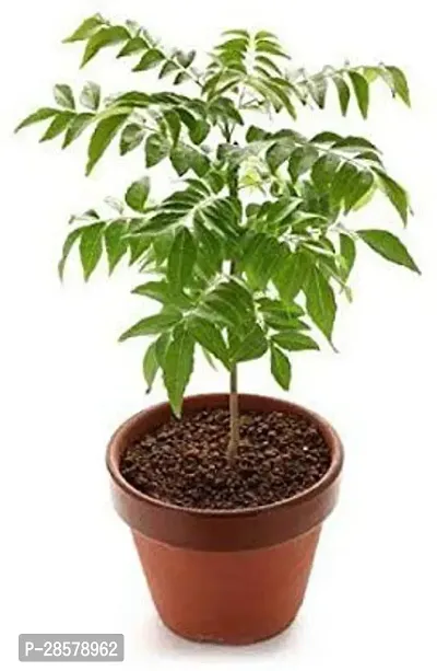 Platone Neem Plant Neem plant-thumb0