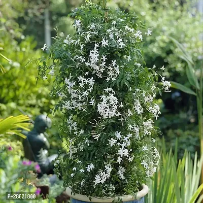 Platone Jasmine Plant 406JUHIJasminum Plant-thumb0