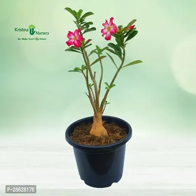 Platone Adenium Plant ADENIUM PLANT ZZSSW2