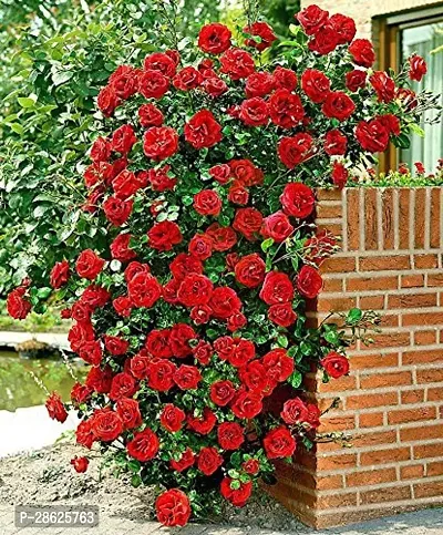 Platone Rose Plant ROSE PLANT RED 01-thumb0