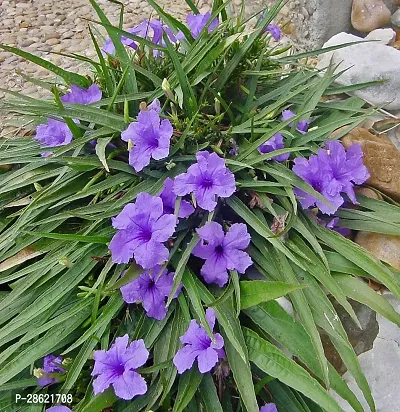 Platone Tecoma Plant Live Purple Mexican Petunia Lovely Flower Plants-thumb0