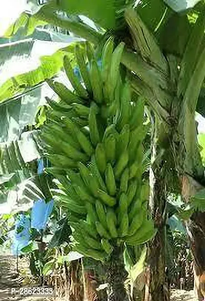 Platone Banana Plant Goldfinger Banana Plant