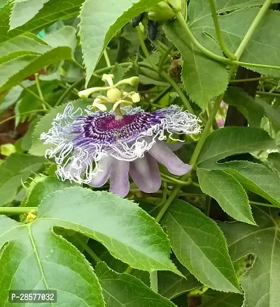 Platone Passion Plant PASSION FLOWER WWM-thumb2