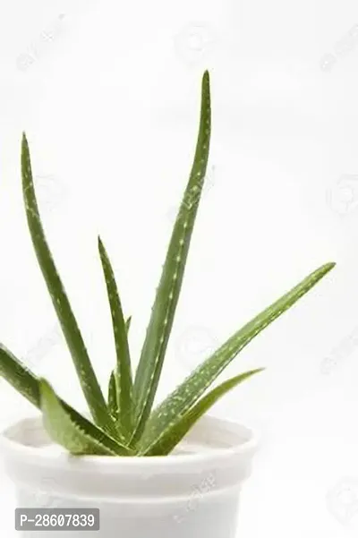 Platone Aloe Vera Plant GSDLANTOJ_1062