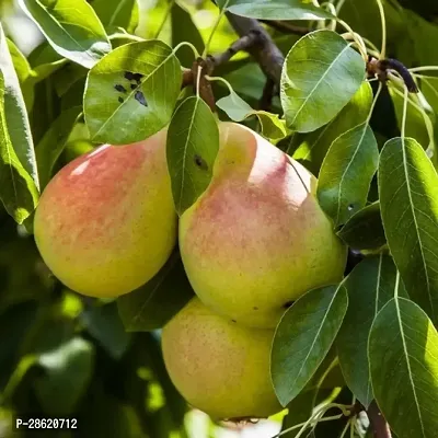 Platone Pear Plant Pear Fruit Plants 0