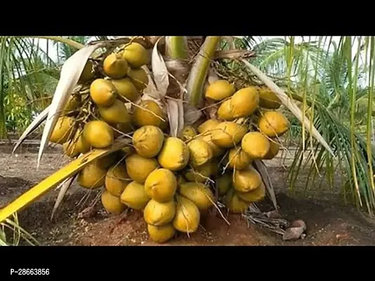 Platone Coconut Plant Gardens Coconut Yellow Malayan Coconut Tree Live Plant-thumb0