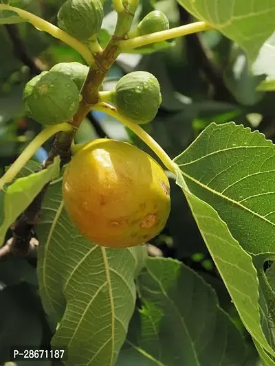 Platone GularCluster Fig Plant Fig Plant A43