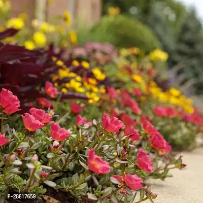 Platone Portulaca Plant Purslane red plant-thumb3