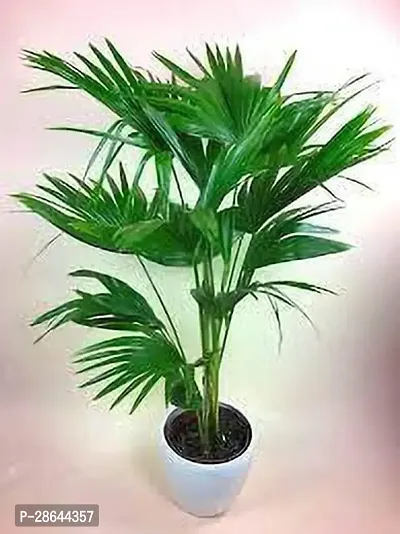 Platone China Palm Plant palm _75h654g7-thumb0