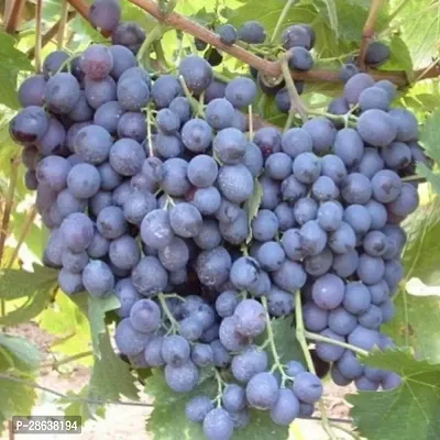 Platone Grapes Plant Grapes Plant