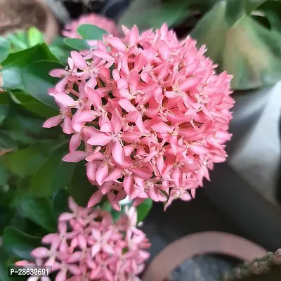 Platone Trothic IxoraChethi Plant Ixora Chethi Red Plant Live Flower Disha-99944