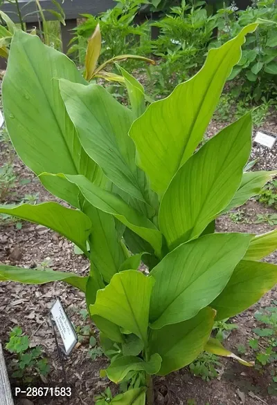 Platone Turmeric Plant turmeric41