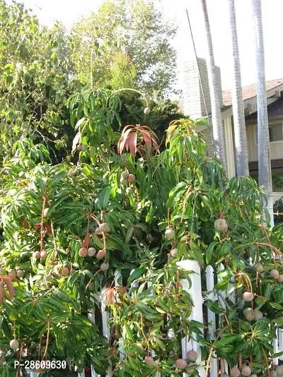 Platone Mango Plant NDJUFU125