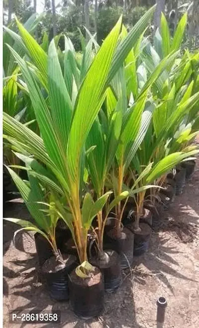 Platone Coconut Plant High Yield Hybrid Rare Coconut Live Plant Dwarf CoconutYellow Malayan Live Plant Coconut Tree Plant