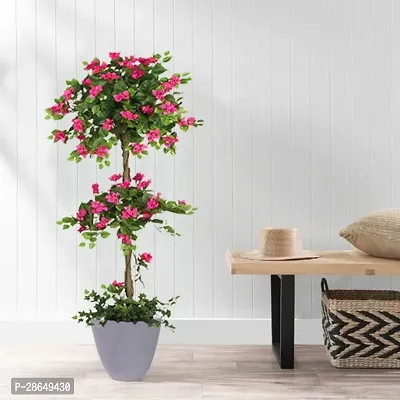 Platone Bougainvillea Plant BOUGAINVILLEA LIVE PLANT-thumb0