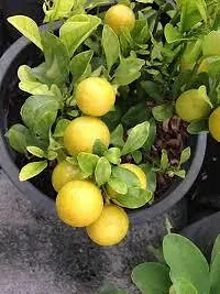 Platone Lemon Plant LEMON PLANT BN-thumb1