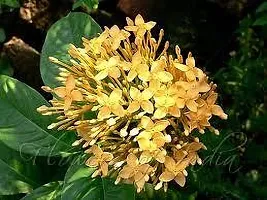 Platone Ixora Plant IXORA PLANT WWAS-thumb2