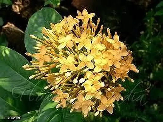 Platone Ixora Plant IXORA PLANT WWAS-thumb3