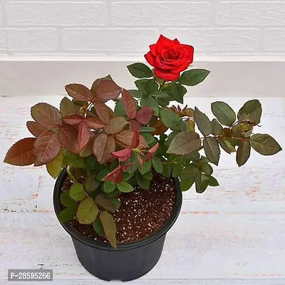 Platone Rose Plant Rose (Red) - Plant-thumb0