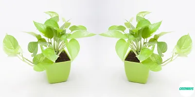 Platone Money Plant GW-CC163-thumb1