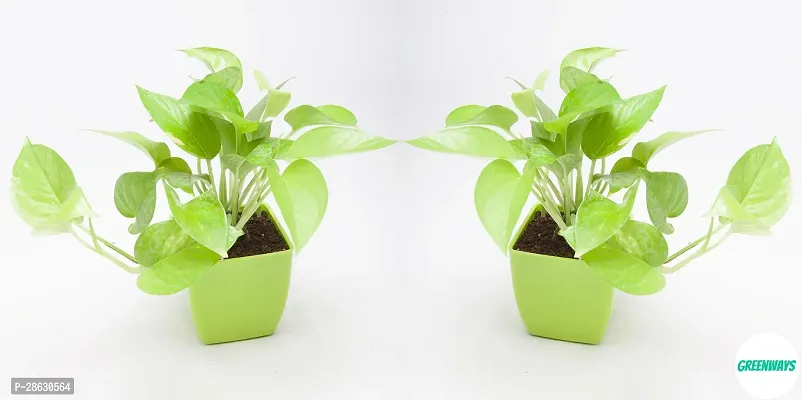 Platone Money Plant GW-CC163-thumb2