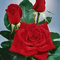 Platone Rose Plant Rose Red Live Flower Plant CF3301221-thumb1