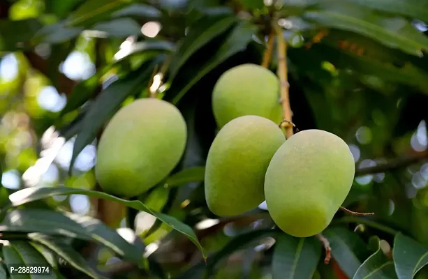 Platone Mango Plant Thai mango plant44-thumb0
