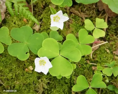 Platone Oxalis OXALIS PLANT