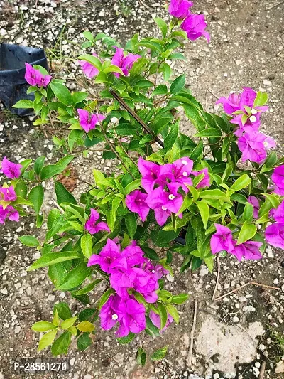 Platone Baugainvillea Plant Bougainvillea Plant CF00062