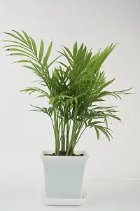 Platone Areca Palm chamaedorea plant with Sqaure white pot-thumb1