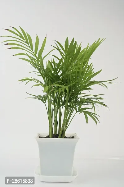 Platone Areca Palm chamaedorea plant with Sqaure white pot-thumb2