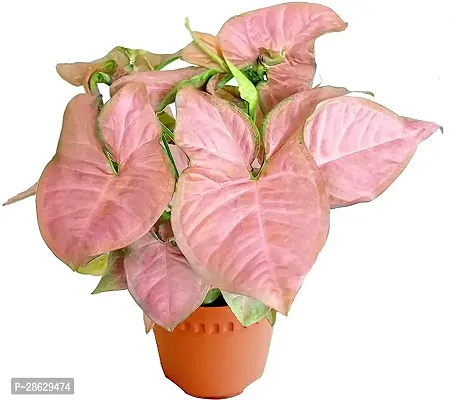 Platone Syngonium Plant SYNGONIUM PLANT-thumb3