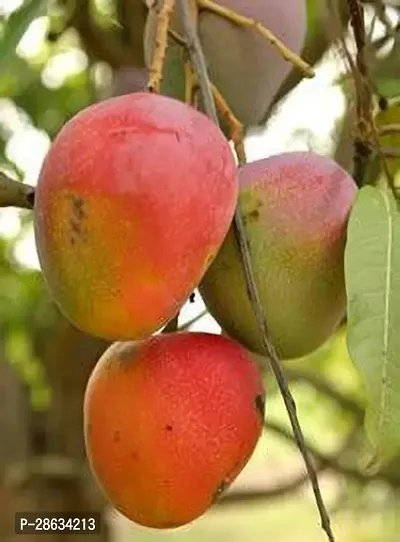 Platone Mango Plant Gulab Khaas Grafted Mango Plant.