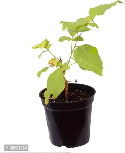 Platone Bel Plant Belva patre Plant With Pot-thumb0