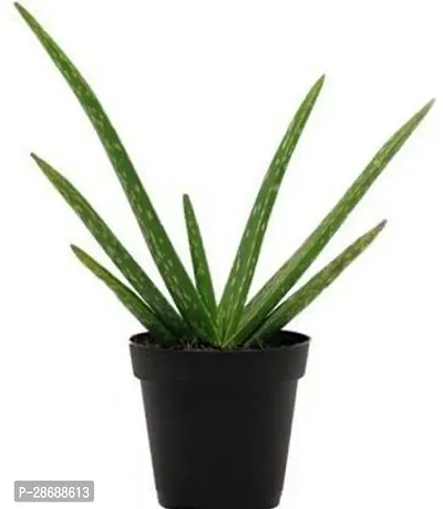 Platone Aloe Vera Plant ALOEVERA