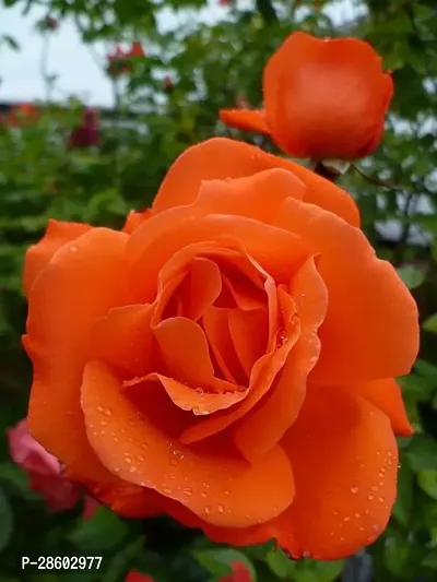 Platone Rose Plant Deep Orange Rose Plant-thumb0