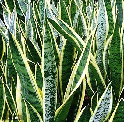 Platone Snake Plant Live Yellow SnakeSansevieria laurentii Charming Air Purifier Plant 1 Healthy Live Plant With Plastic BagS