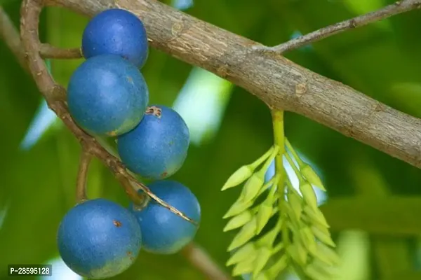 Platone Rudraksha Plant Hybrid Rudraksha Plant Rd12