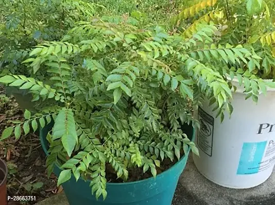 Platone Curry Leaf Plant Outdoor Plants Curry Leaves