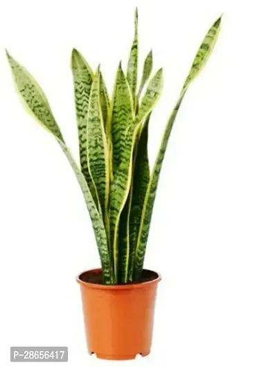 Platone Snake Plant PLT-209-thumb0