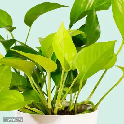 Platone Money Plant Green Money Plant With Ceramic Pot