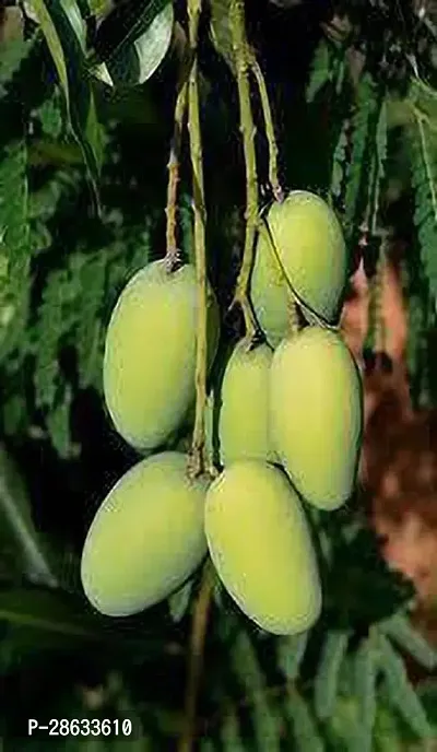 Platone Mango Plant Mango(Model name-Dashehari) plant-thumb0
