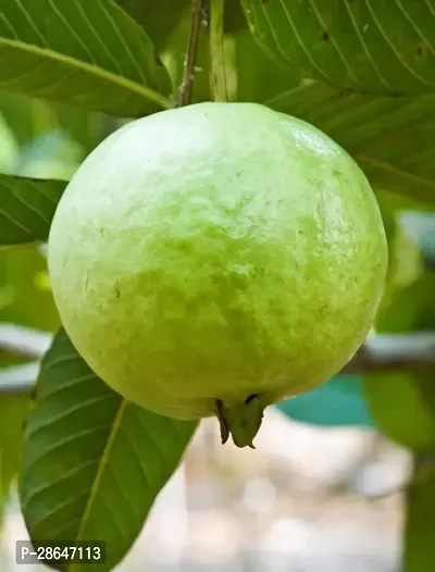 Platone Guava Plant GUAVA HYBRIDE B22