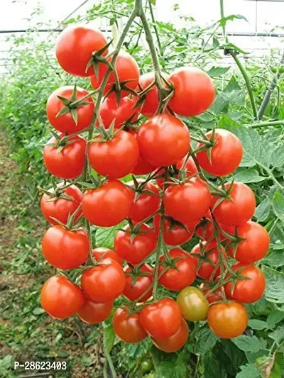 Platone Tomato Plant tamatar109