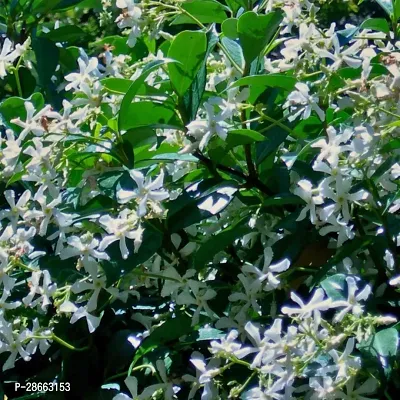 Platone Jasmine Plant jasmine58-thumb0